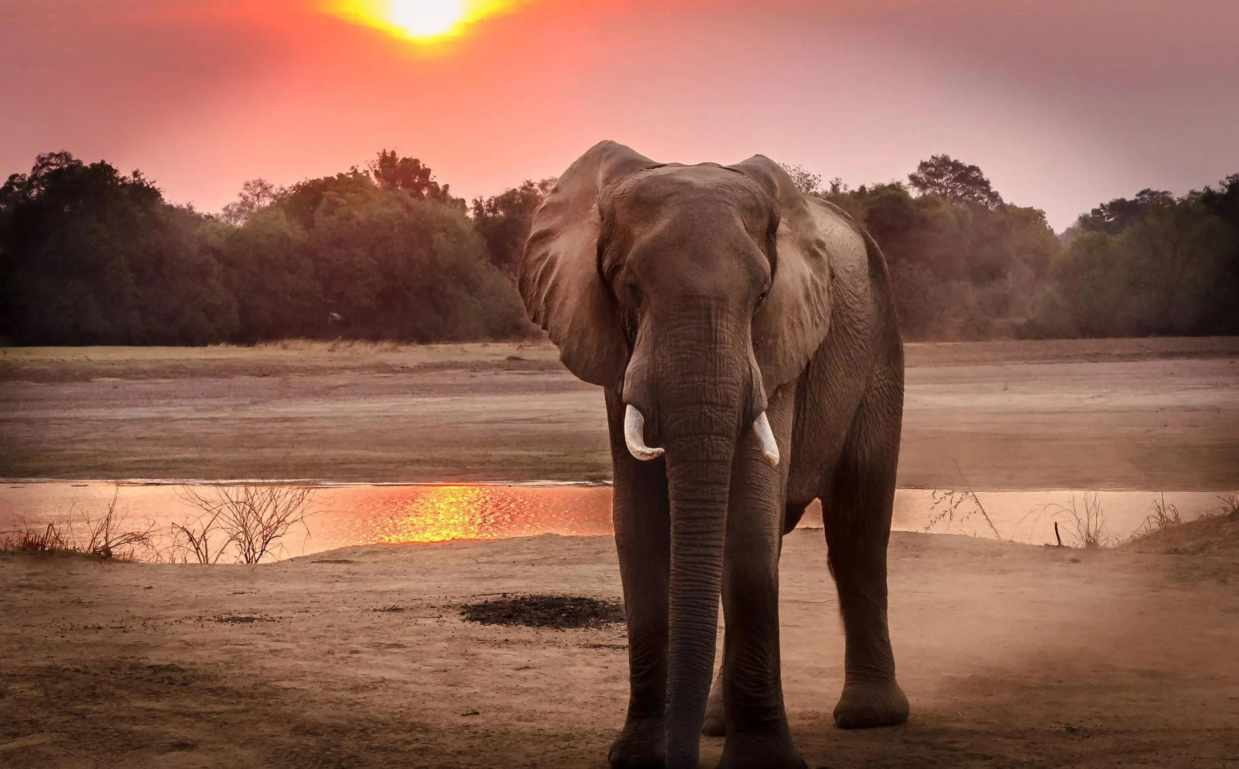 An elephant at sunset