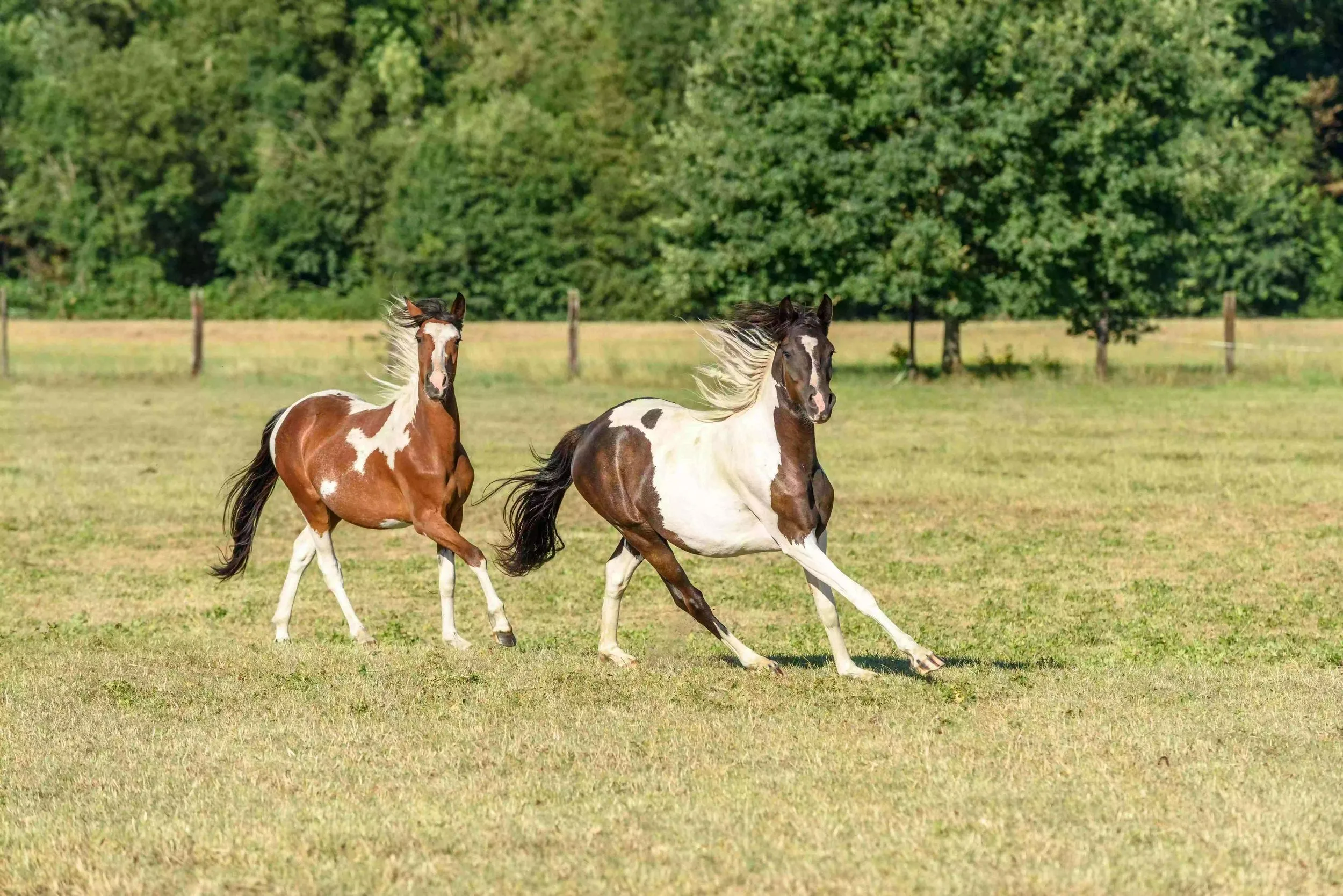 two horses running in a field: Responding made easy