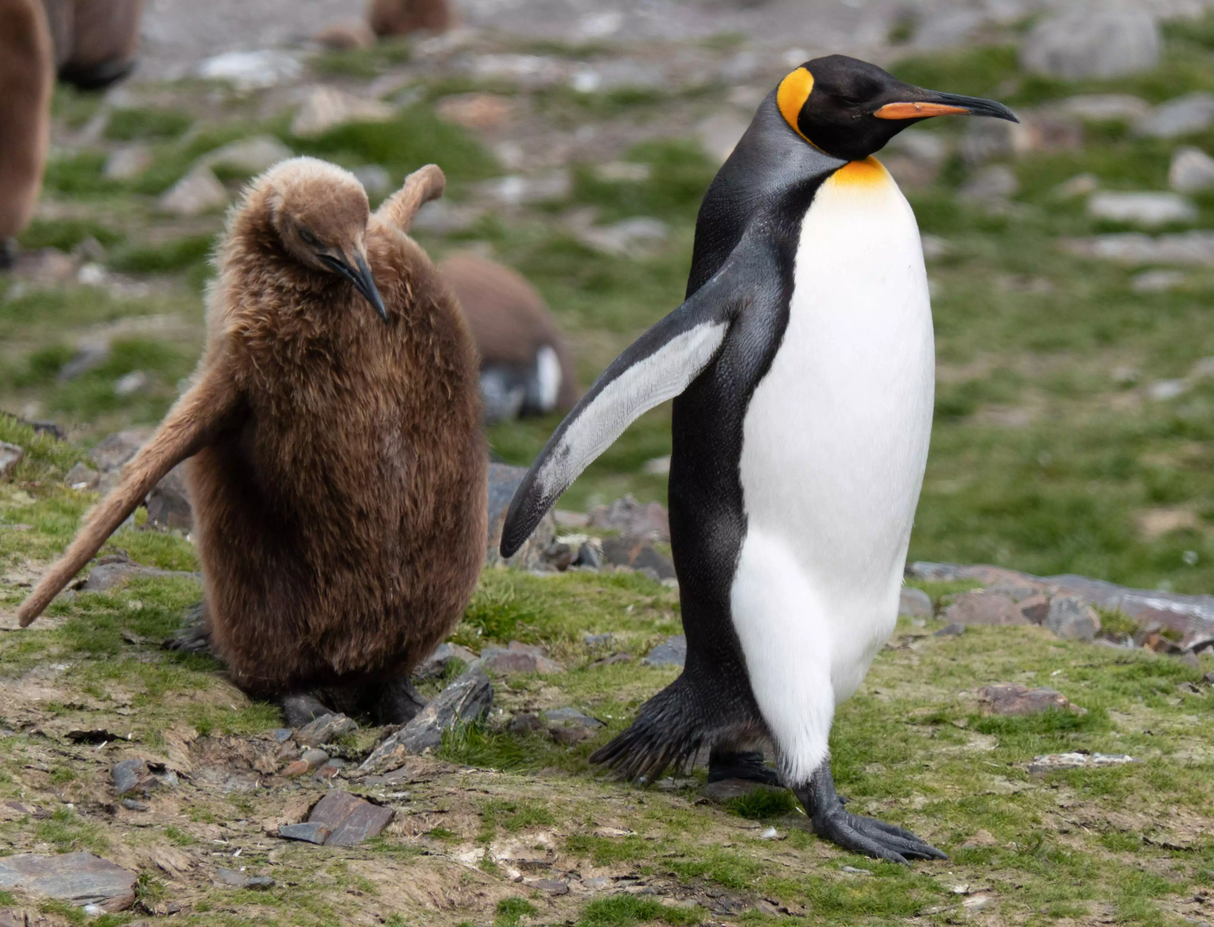 Penguin with its chick: What does third-party risk management mean?