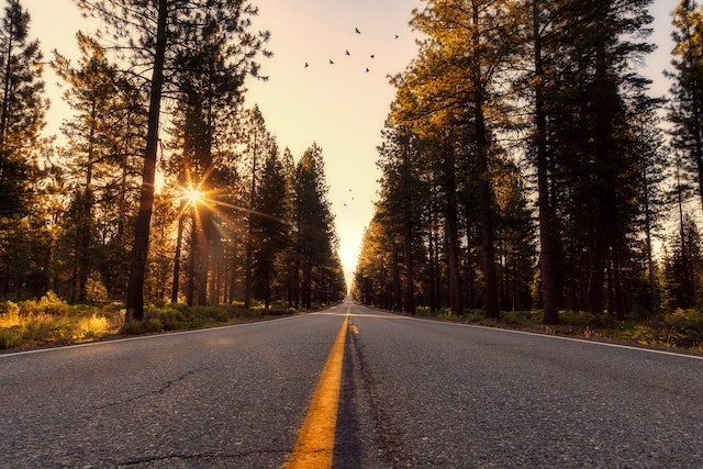 Improve : A road into a forest at sunrise