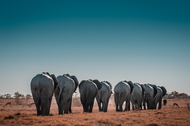 Quantify : A herd of eight elephants