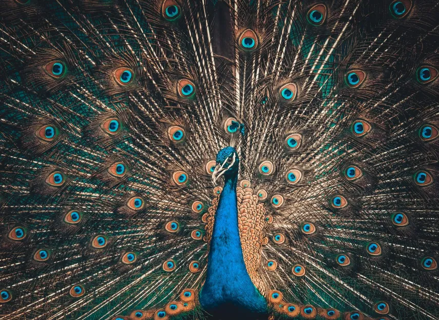 Peacock displaying its tail feathers