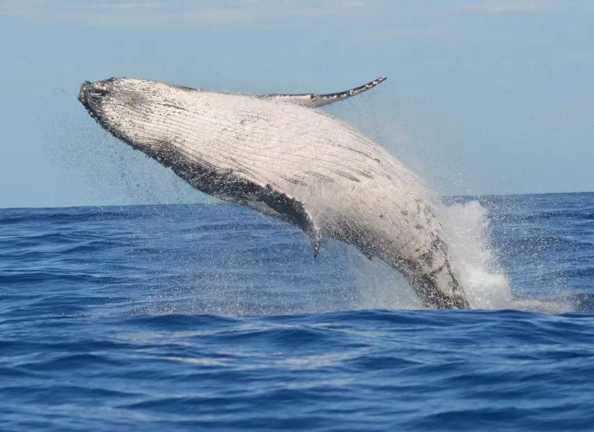 A whale breaching (The push to regulate tech companies gains momentum)