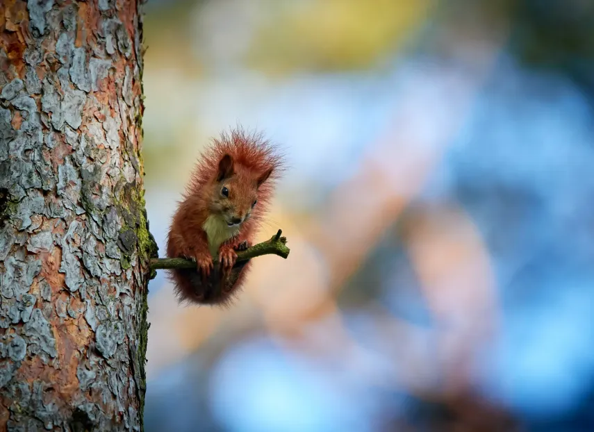 A small red squirrel in a tree