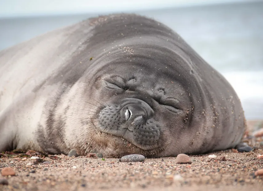 A seal sleeping on a beach