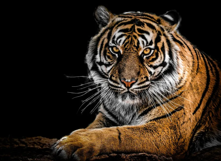 A tiger on a black background staring into the camera