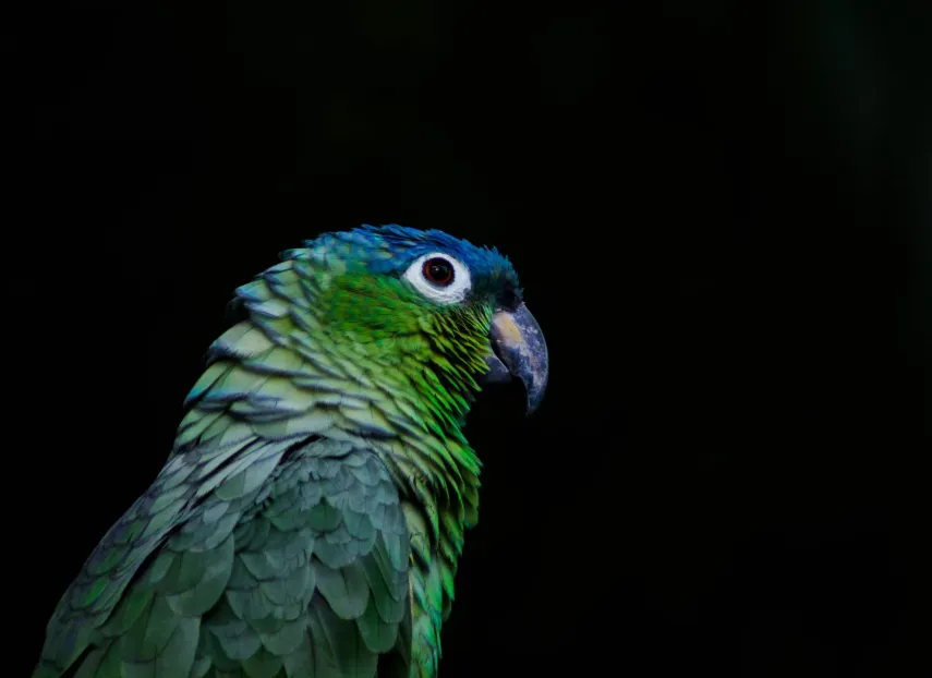 An Imperial Amazon (or sisserou) parrot, national bird of the Dominican Republic