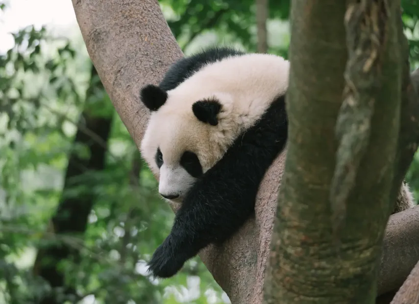 A tired panda in a tree