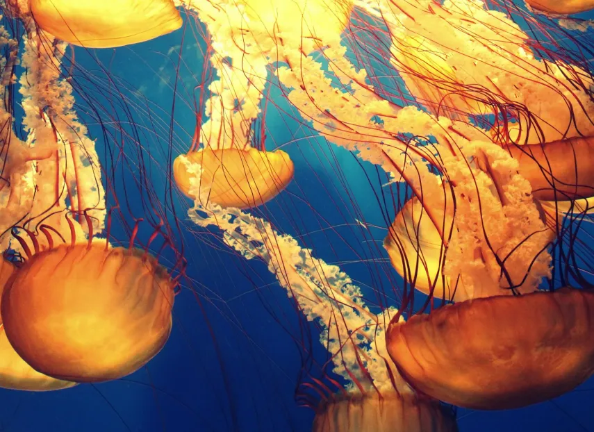 A swarm of jellyfish attacking