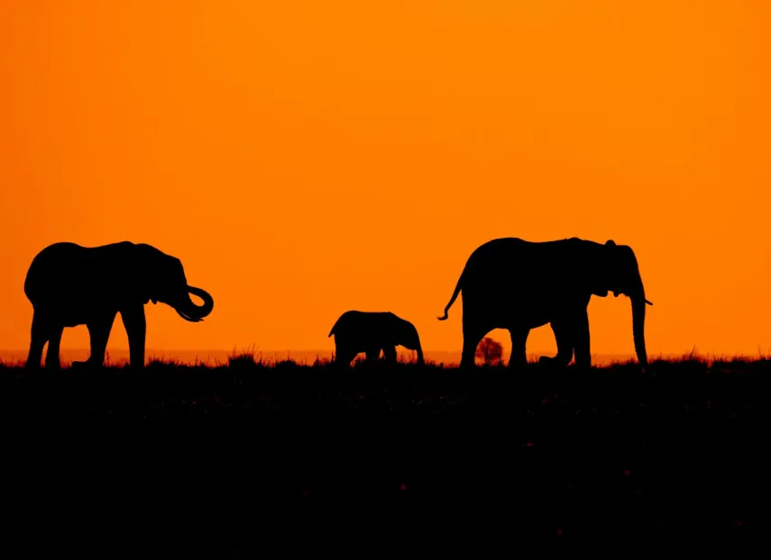 Chain of elephants in silhouette