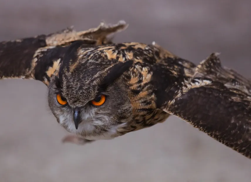 An eagle owl on the wing (Banks under scrutiny: The view from Thomas Murray's Risk Committee)