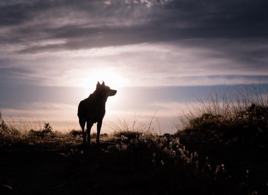 sunset and a wolf