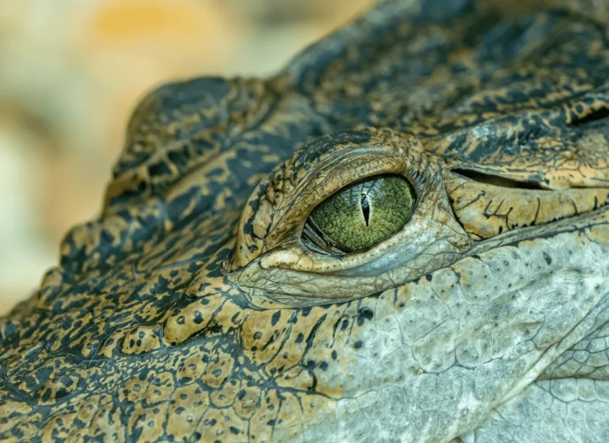 Crocodile eye