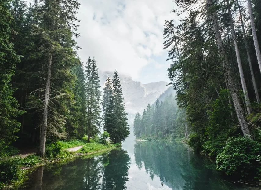 forest