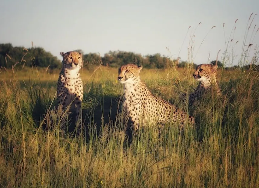 Three cheetahs by Thabang Elvis Kenewendo (Three ways to reduce supply chain cyber risk)