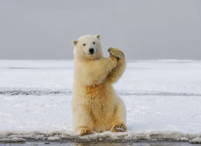 How strong are your vendors’ ESG frameworks? Polar bear feeling its muscle