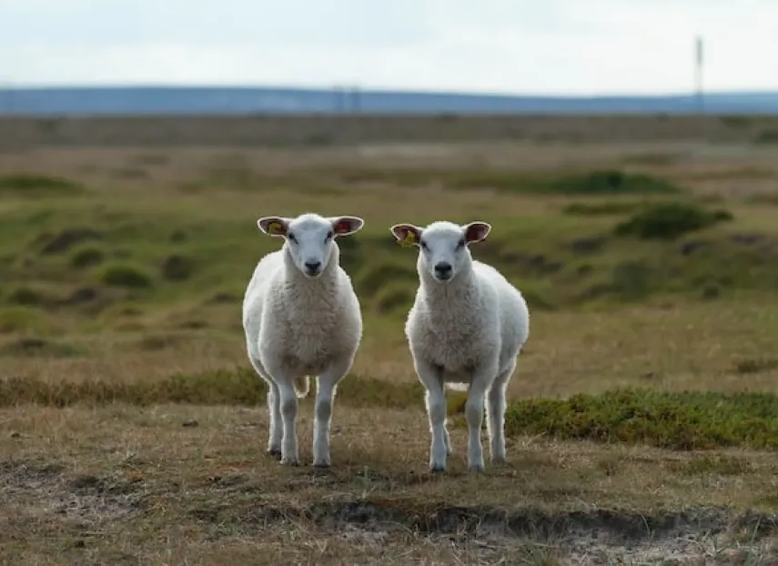 Dos ovejas en un campo