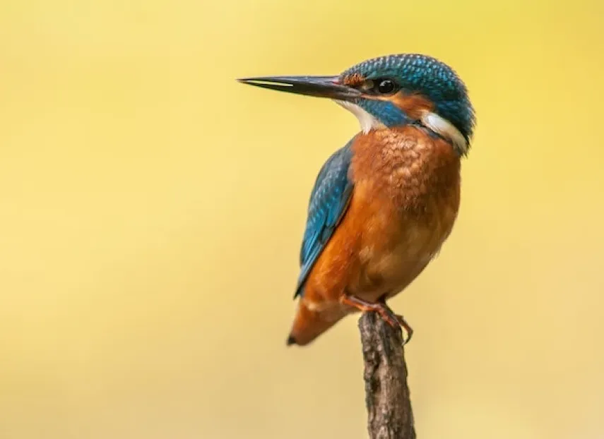 Pájaro martín pescador