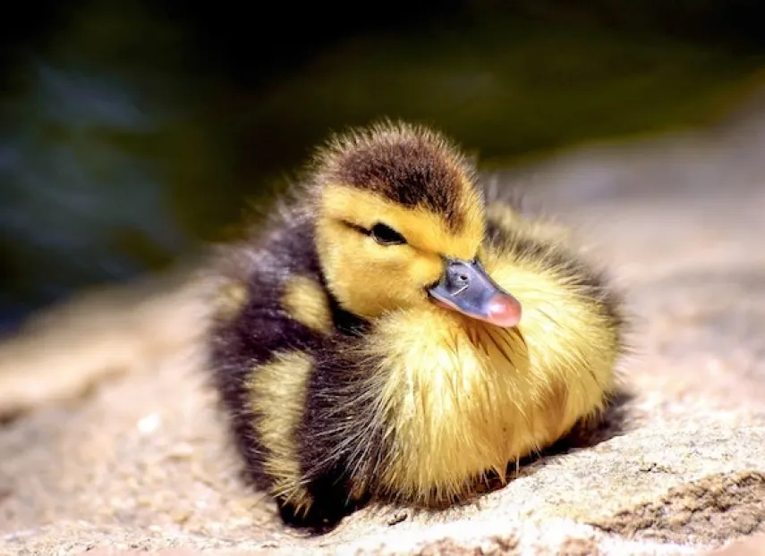 Sitting duck: Let's talk vulnerabilities