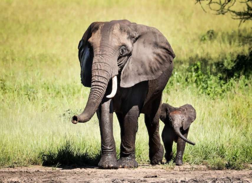 Adult elephant with baby elephant walking behind 