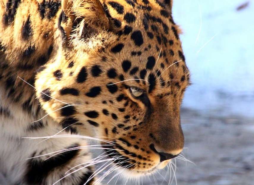 Brown Leopard