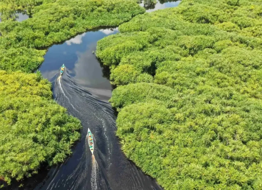 Bosque de manglares con botes