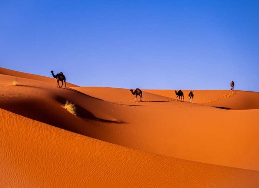 Camels in the desert by Carlos Leret
