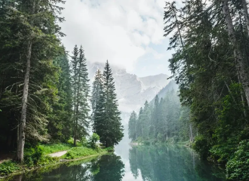 Bosque con río