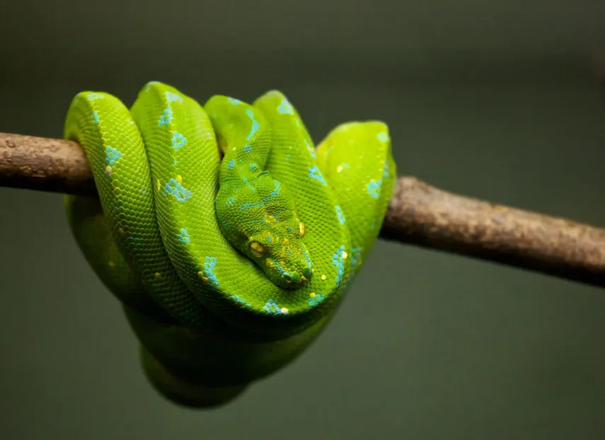 serpiente verde en la rama del árbol