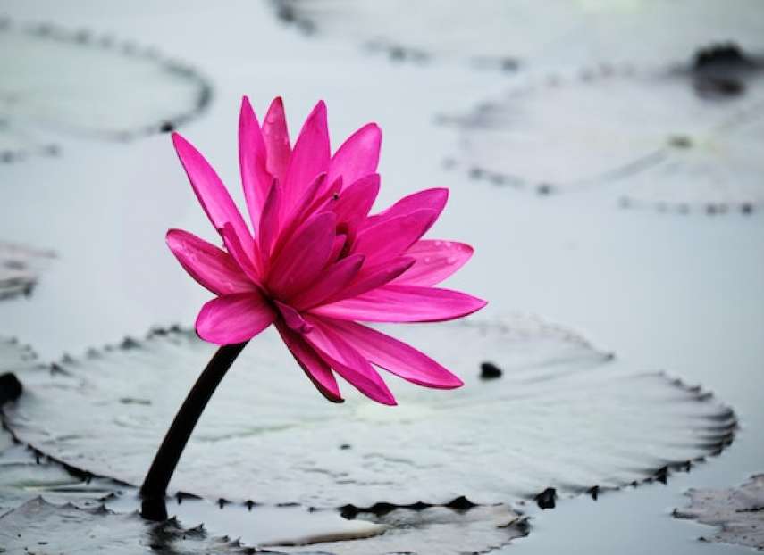 Water lily by Photo by Tiểu Bảo Trương