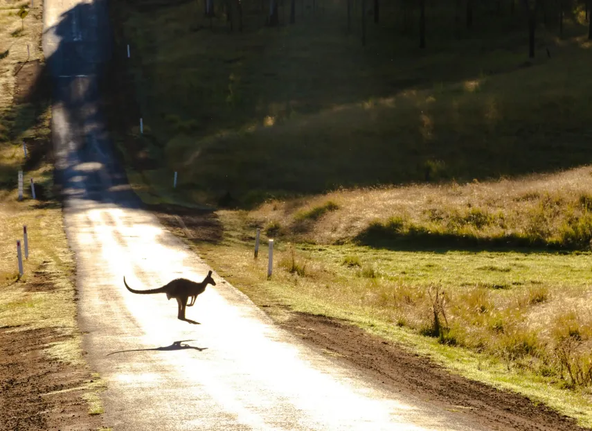 A kangaroo hopping across a road: Cyber security of Australian super funds under scrutiny