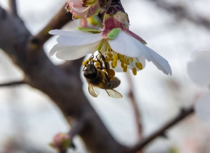 A bee pollinating a blossom: The essential role of fund administrators in investment funds