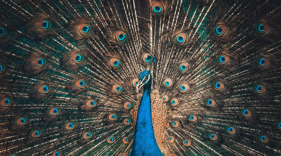Peacock displaying its tail feathers