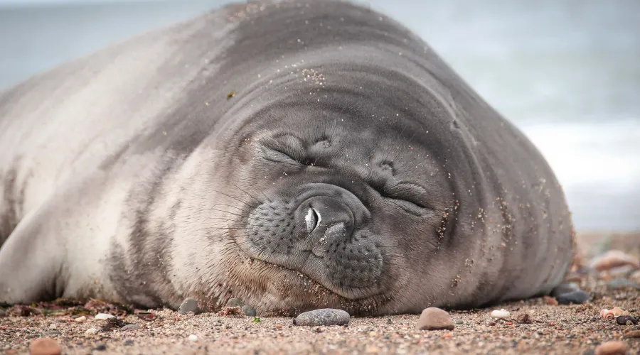 A seal sleeping on a beach: The high risk of dormant accounts: Are you monitoring yours?