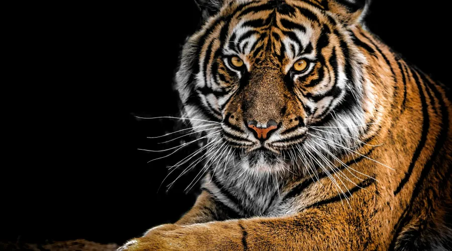 A tiger on a black background staring into the camera (Cybersecurity challenges in asset management firms)