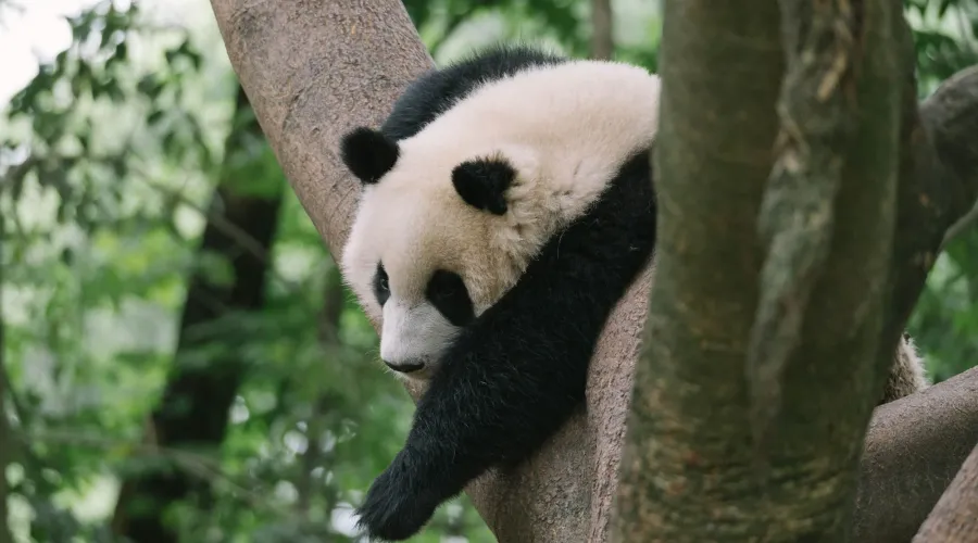 A tired panda in a tree (Avoiding supply chain flops)