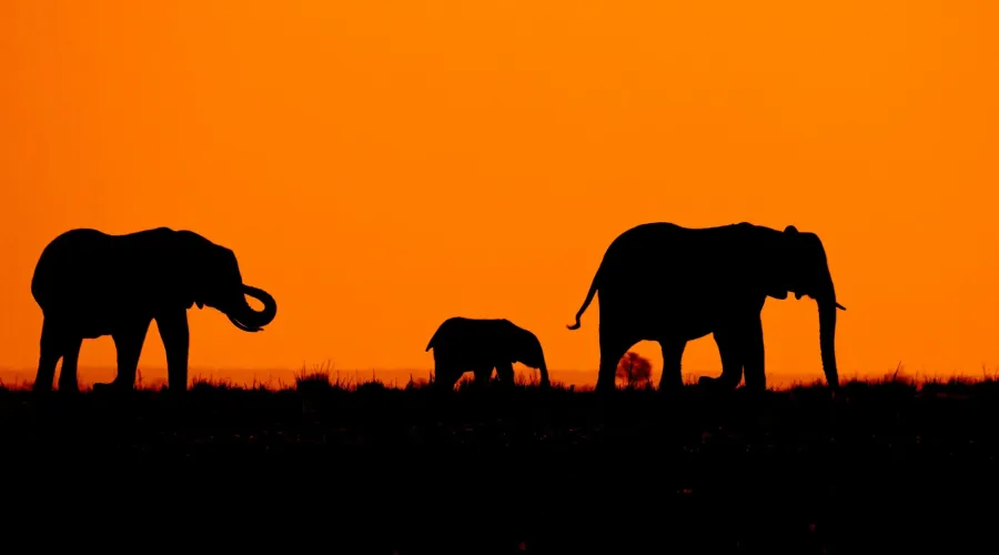 Chain of elephants in silhouette: UK data exposes supply chain cyber risks