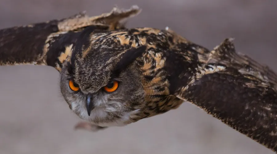 An eagle owl on the wing (Banks under scrutiny: The view from Thomas Murray's Risk Committee)