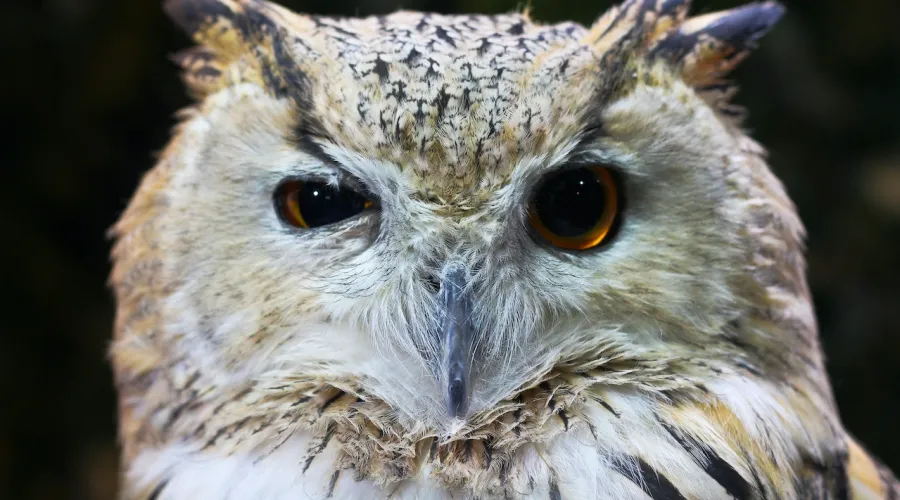 An owl squinting with one eye