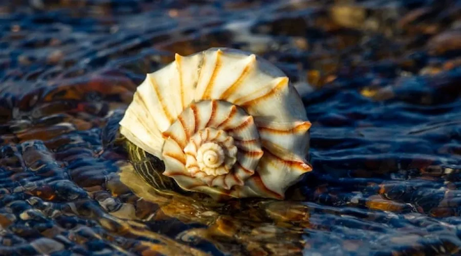 What is access control? (Seashell photo by Joshua J. Cotten)
