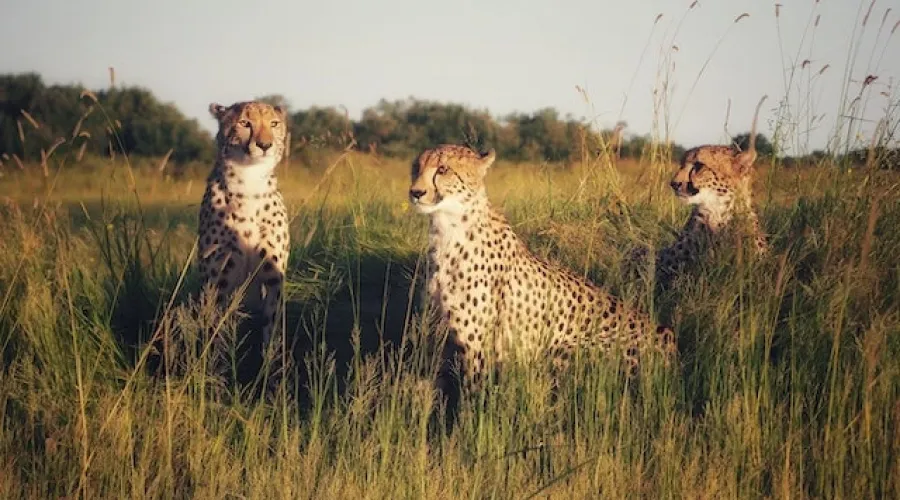 Three cheetahs by Thabang Elvis Kenewendo ( Three ways to reduce supply chain cyber risk)