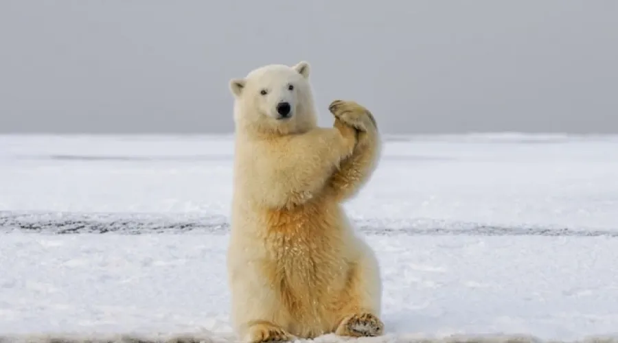How strong are your vendors’ ESG frameworks? Polar bear feeling its muscle