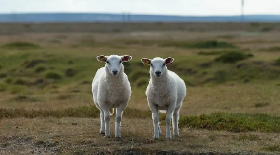 Dos ovejas en un campo
