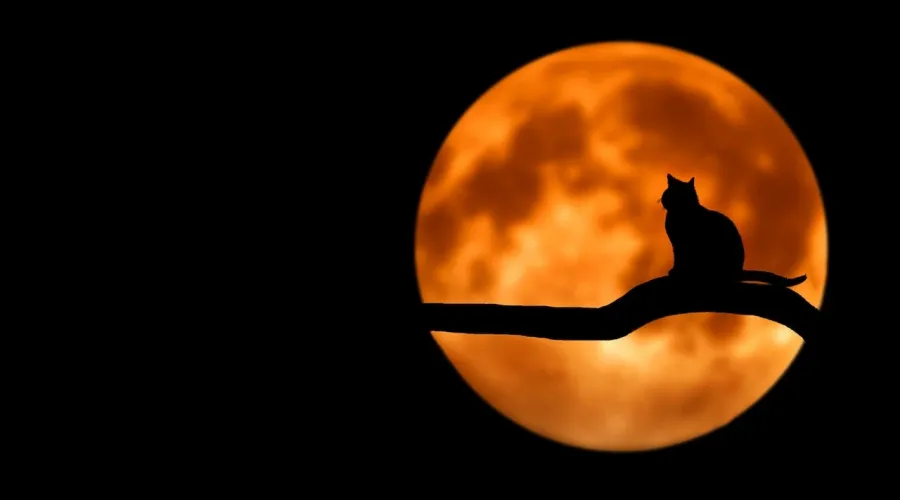 Silhouette of a cat at night in front of a full moon 