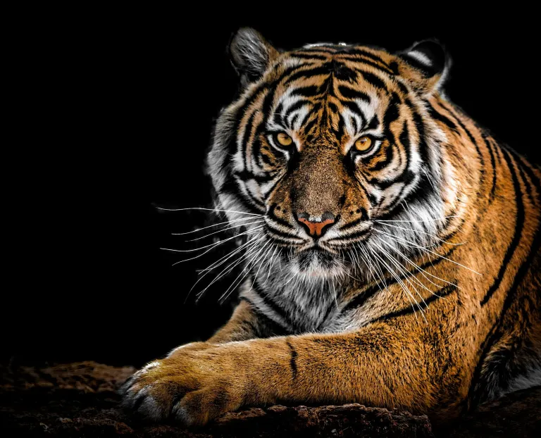 A tiger on a black background staring into the camera (Cybersecurity challenges in asset management firms)