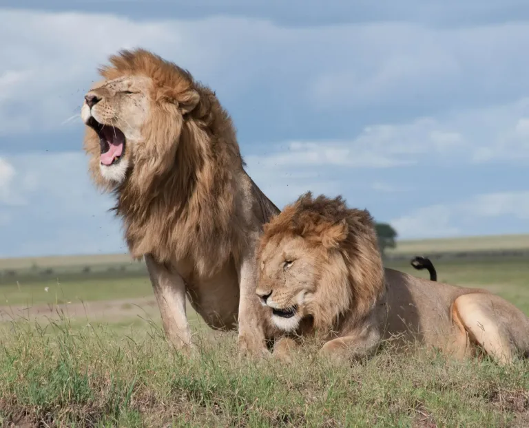 Two male lions, one roaring