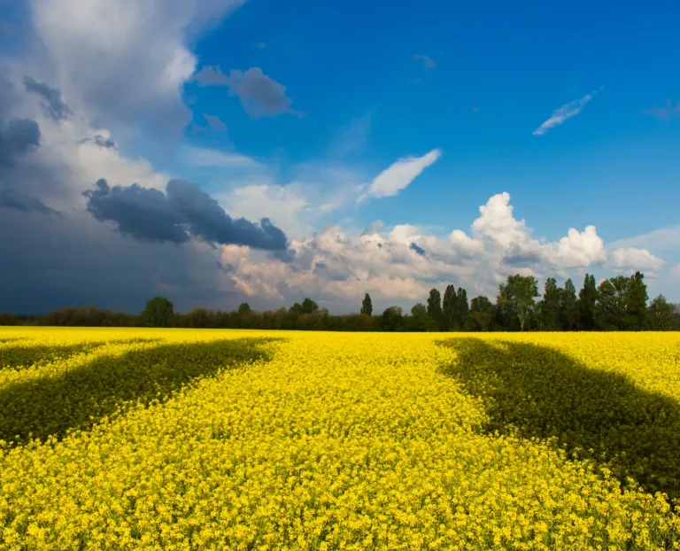 Impact of Russian Invasion of Ukraine on Capital Markets of Ukraine and Russia: Picture of a yellow field under a blue sky