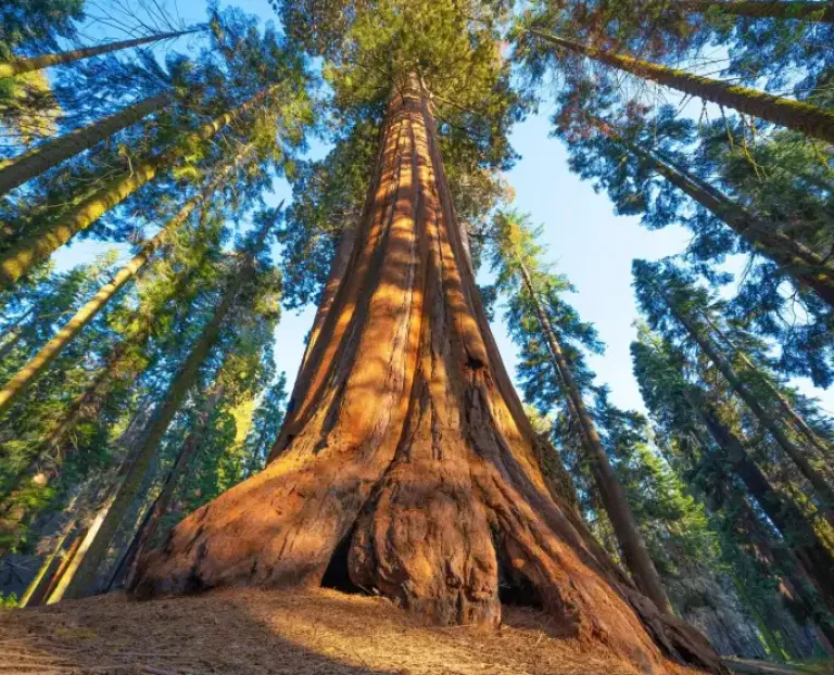 The Growing Pains of Cyber Insurance: A large tree growing in a forest