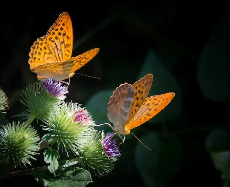 Two yellow butterflies; healthcare with inherent risk questionnaires