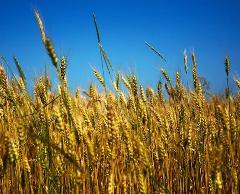 Field of grain